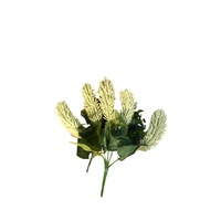 BOTTLEBRUSH