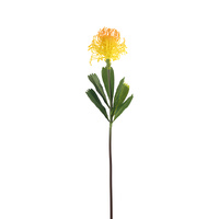 Sugarbush Protea