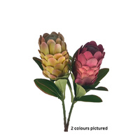 Autumn Mink Protea (2 Colour)