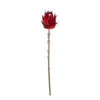 Native Protea