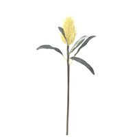 Northern Banksia
