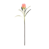 Leucospermum