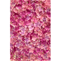 Hydrangea Panel