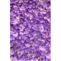 Hydrangea Panel