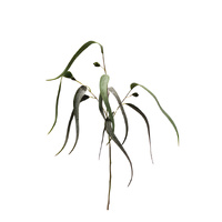 Natural Look Eucalyptus Spray
