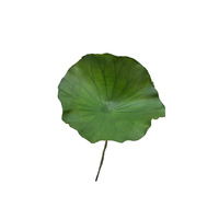 Deluxe Lotus Leaf