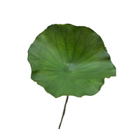 Deluxe Lotus Leaf
