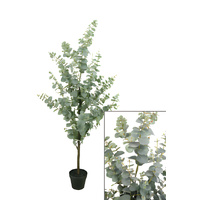 Medium Blue Gum Tree