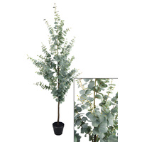 Large Blue Gum Tree