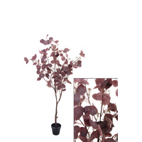 Small Dollar Gum Tree