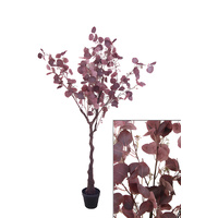 Medium Dollar Gum Tree