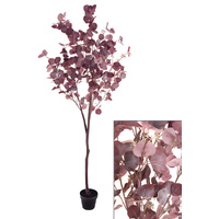 Large Dollar Gum Tree