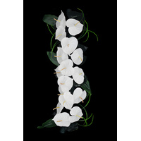 Anthurium Roll