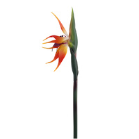 Bird of Paradise