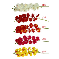 PHALAENOPSIS