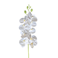 PHAELENOPSIS Stem - White