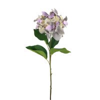 Hydrangea