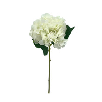 Hydrangea - White
