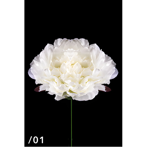 Large Single Head Peony
