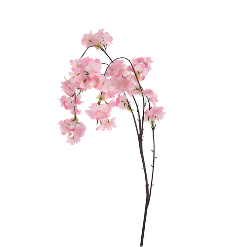 Drooping Blossom