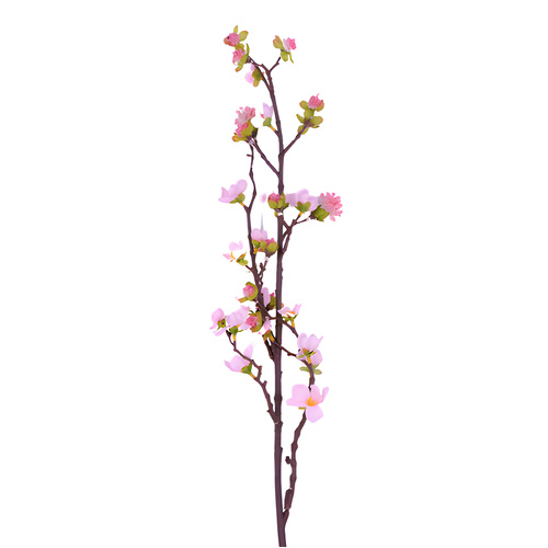 Peach Blossom