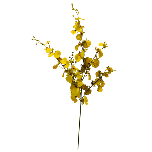 Dancing Orchid