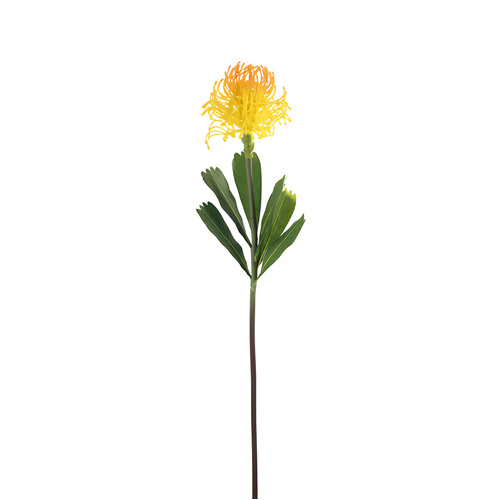 Sugarbush Protea