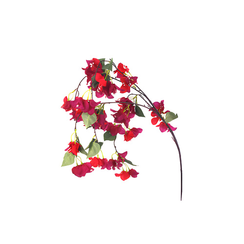 Bougainvillea Spray