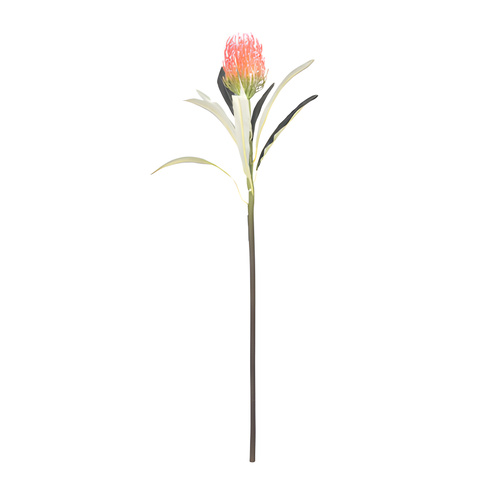 Leucospermum