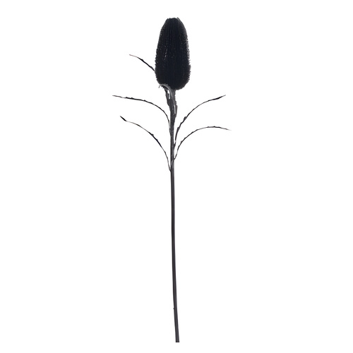 Black Glitter Banksia