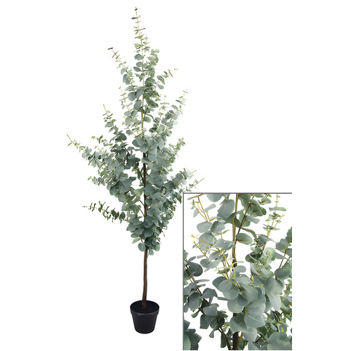 Large Blue Gum Tree