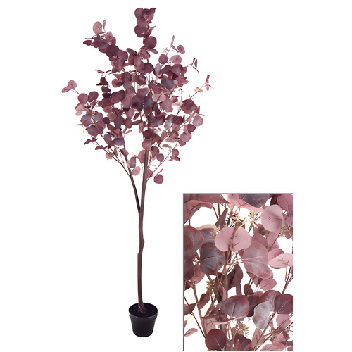 Large Dollar Gum Tree