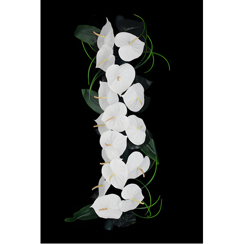 Anthurium Roll