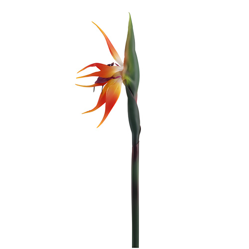 Bird of Paradise