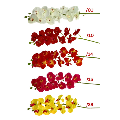 PHALAENOPSIS