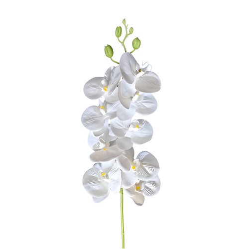 PHAELENOPSIS Stem - White