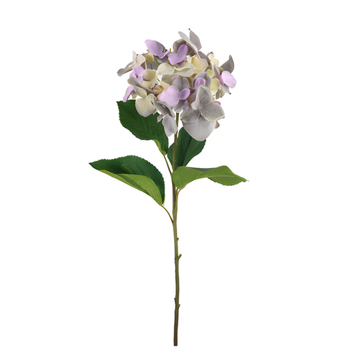 Hydrangea